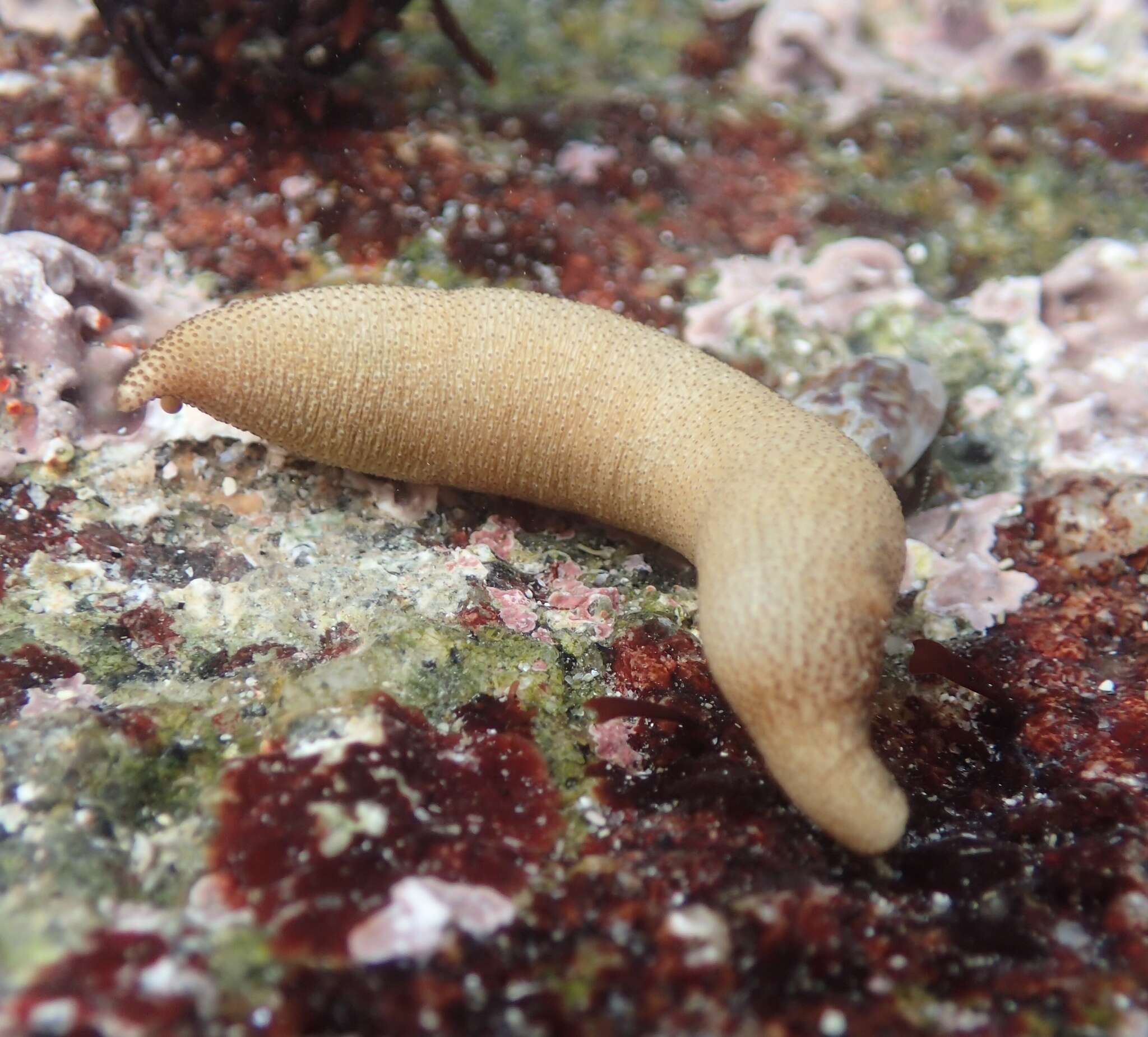 Image of Phascolosoma (Phascolosoma) agassizii Keferstein 1866