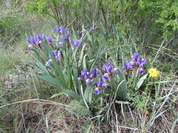 Image of Iris glaucescens Bunge