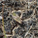 Image of Phaulacridium otagoense Westerman & J. M. Ritchie 1984