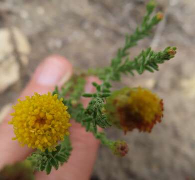 Imagem de Chrysocoma strigosa E. Bayer