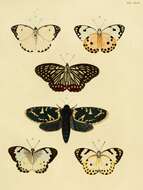 Plancia ëd Hestina assimilis Linnaeus 1758