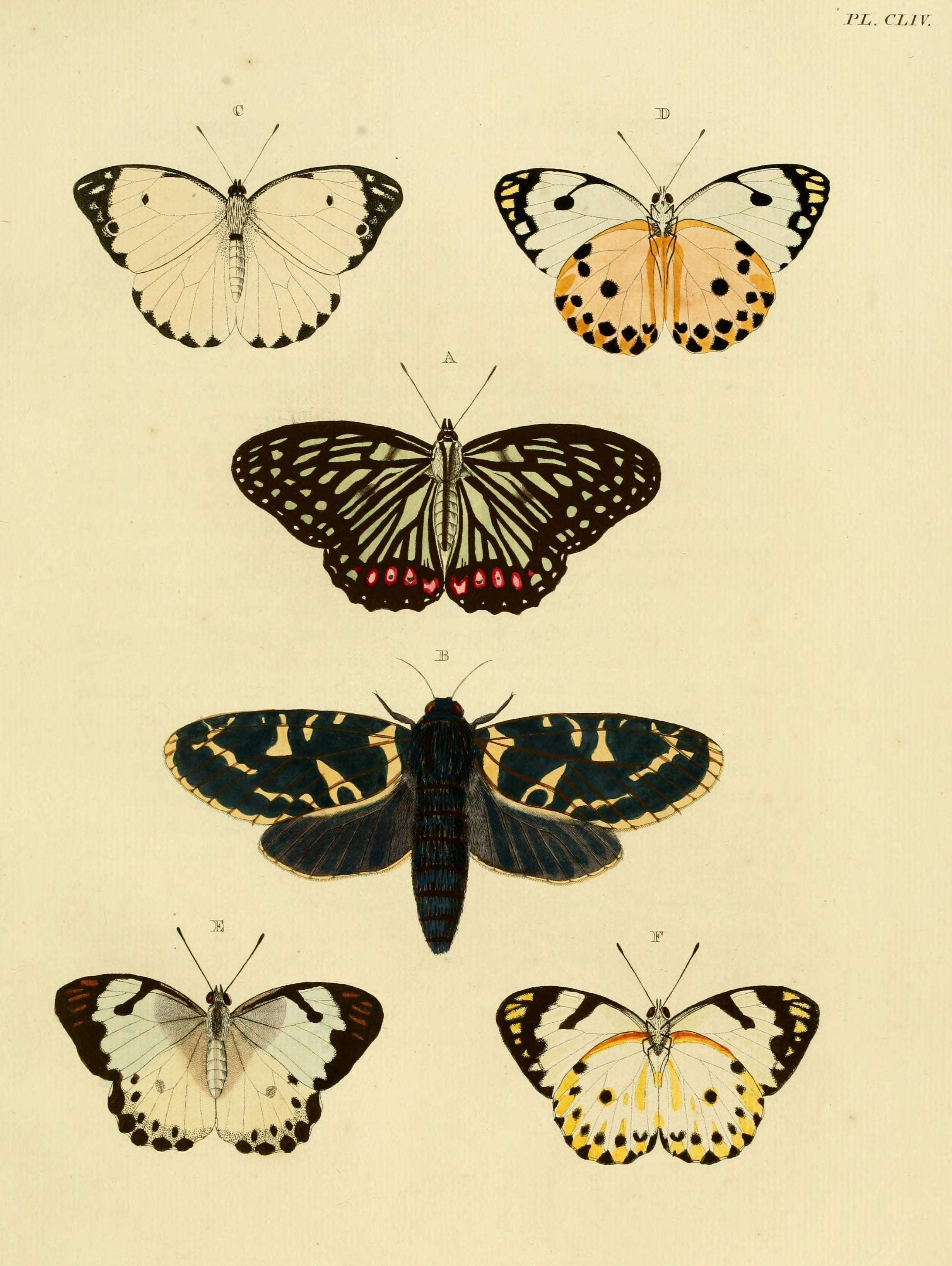 Image of Hestina assimilis Linnaeus 1758