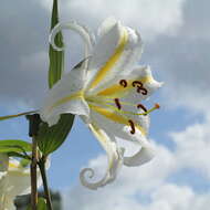 Lilium auratum Lindl. resmi