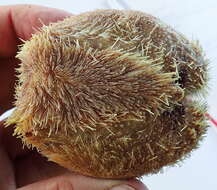 Image of delicate heart sea urchin