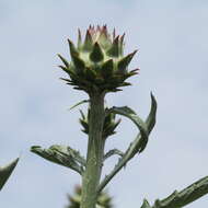 Image of cardoon