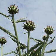 Image of cardoon