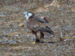 Image of Falco biarmicus biarmicus Temminck 1825