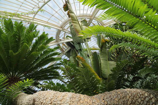 Image of Bushman's River Cycad