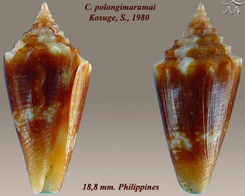 Image of Conus polongimarumai Kosuge 1980
