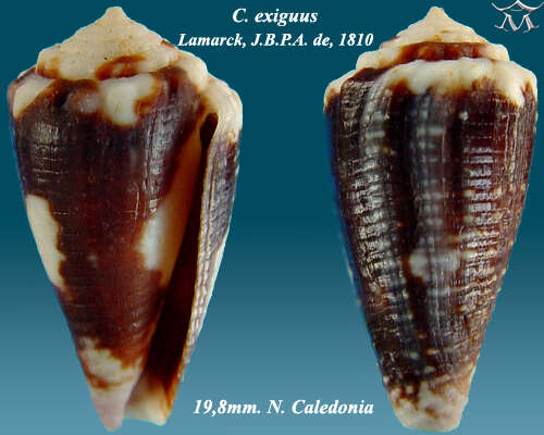 صورة Conus exiguus Lamarck 1810