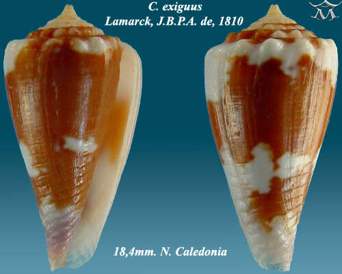 صورة Conus exiguus Lamarck 1810