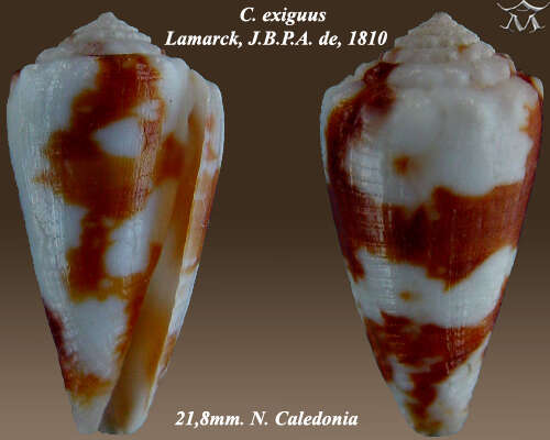 صورة Conus exiguus Lamarck 1810