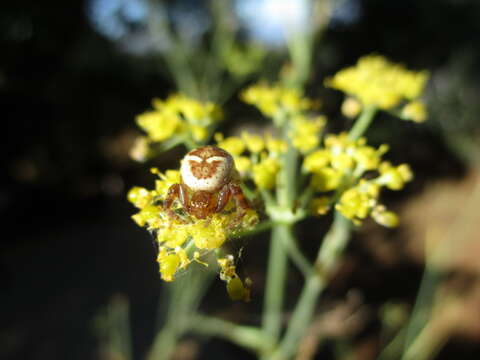 صورة Synema globosum (Fabricius 1775)