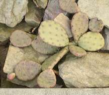 Image of Eastern Prickly Pear