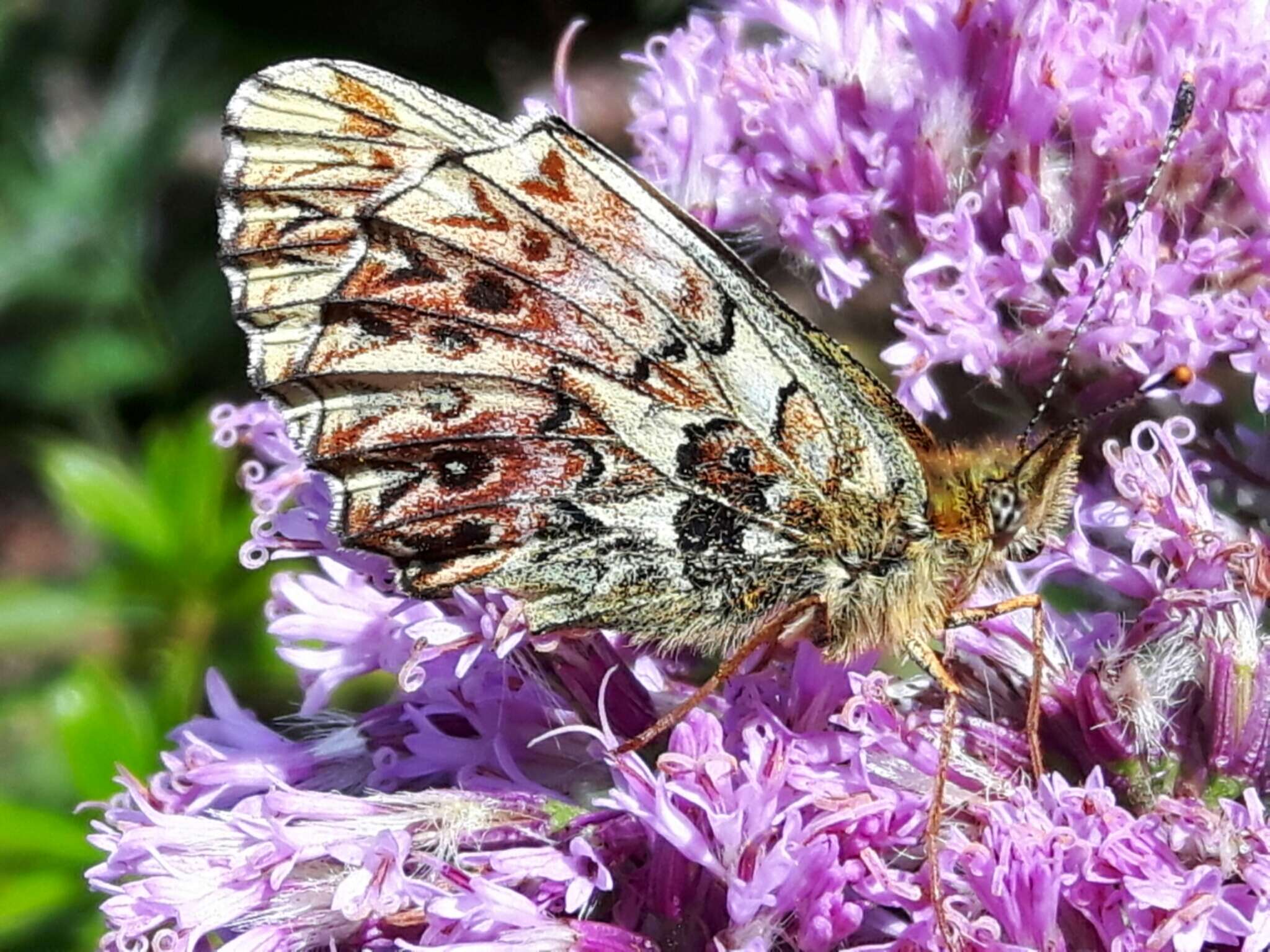 Image of <i>Boloria titania</i>