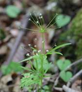 Pternopetalum tanakae (Franch. & Sav.) Hand.-Mazz.的圖片