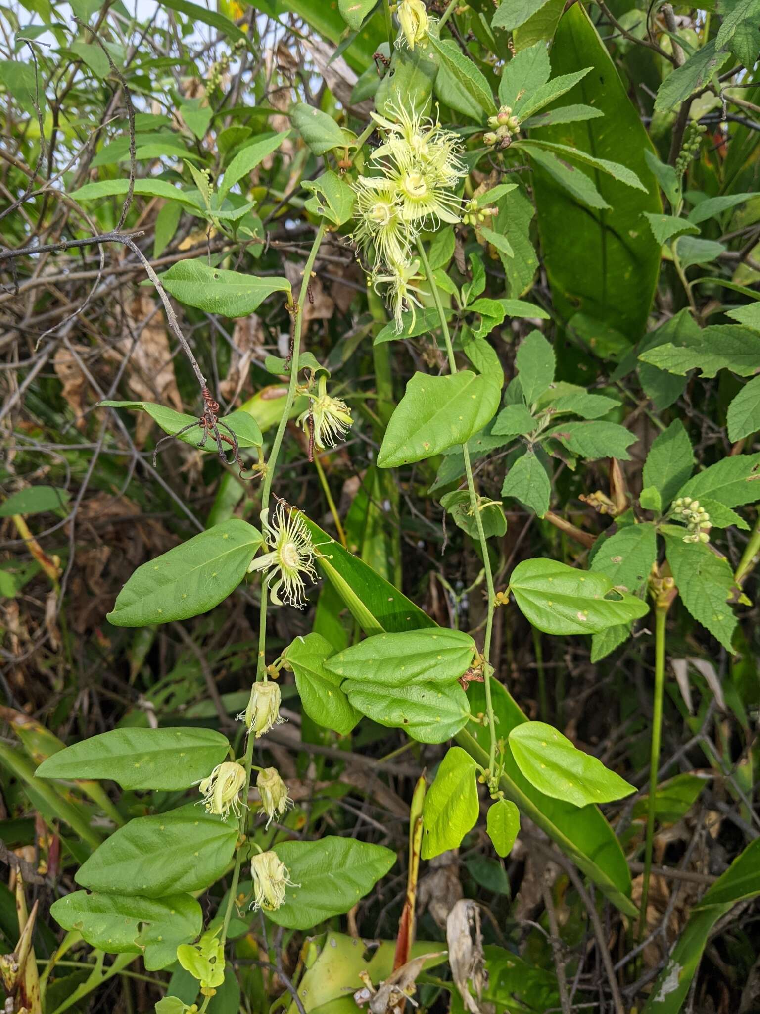 Passiflora auriculata Kunth的圖片