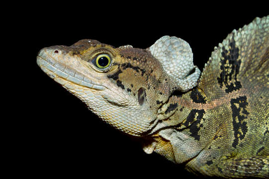 Image of Common Basilisk