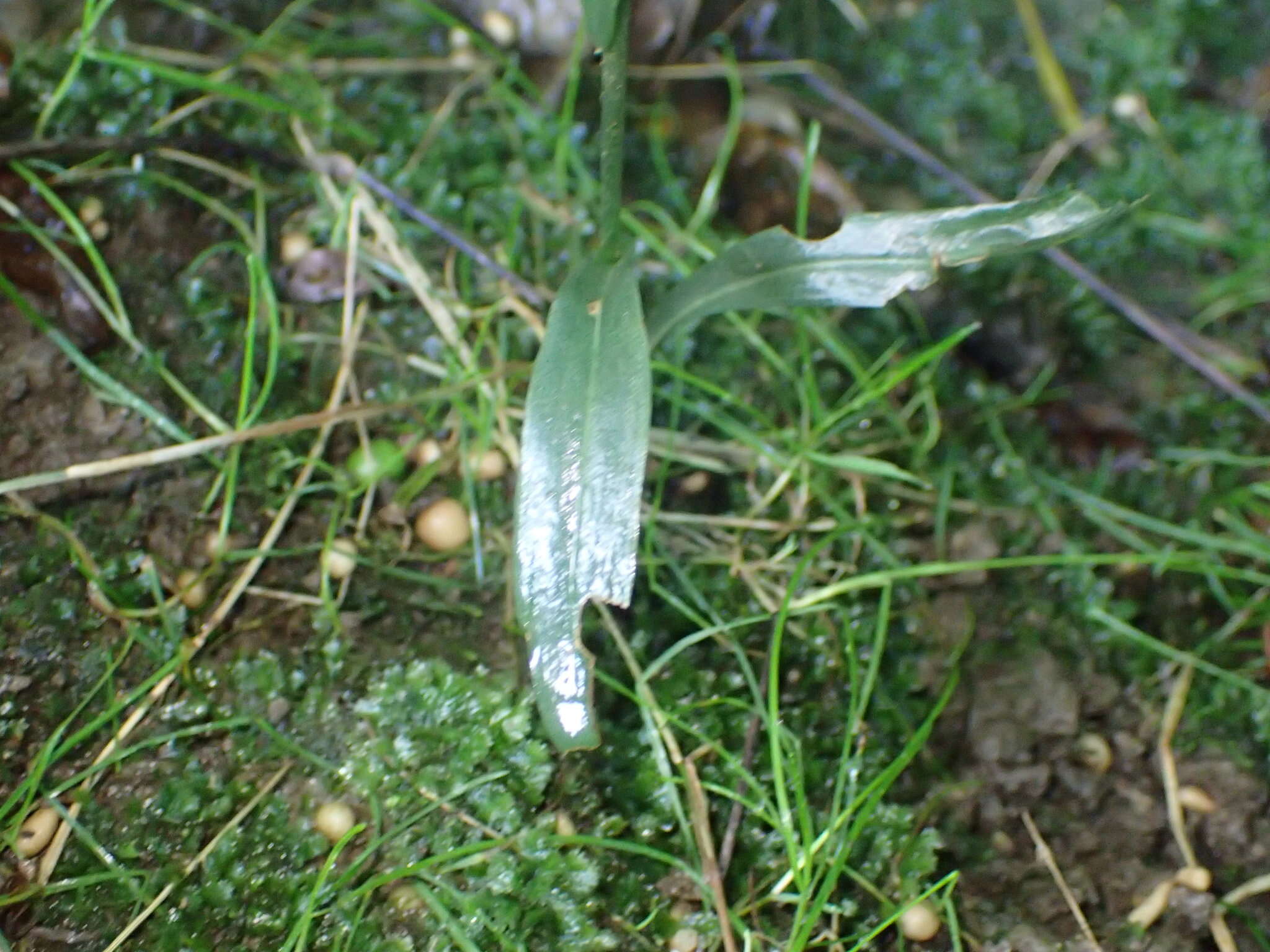 Image of October lady's tresses