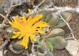 Image of Glottiphyllum suave N. E. Br.