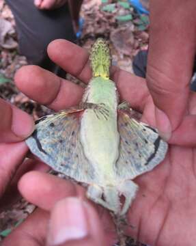 Image of Indian flying lizard