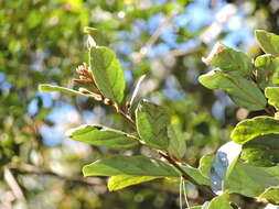 Image of Cryptocarya crassifolia Baker