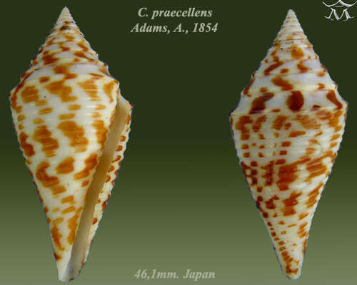 Image de Conus praecellens A. Adams 1854