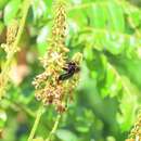 Image of Xylocopa mordax Smith 1874