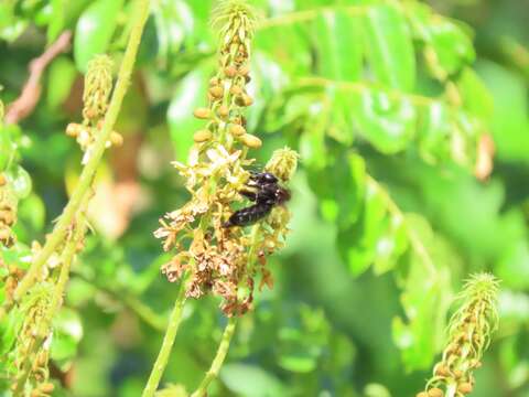 Image of Xylocopa mordax Smith 1874