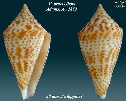 Image de Conus praecellens A. Adams 1854