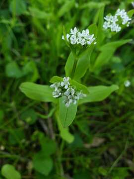 Imagem de Valerianella chenopodiifolia (Pursh) DC.