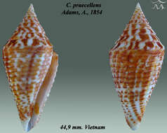 Image de Conus praecellens A. Adams 1854