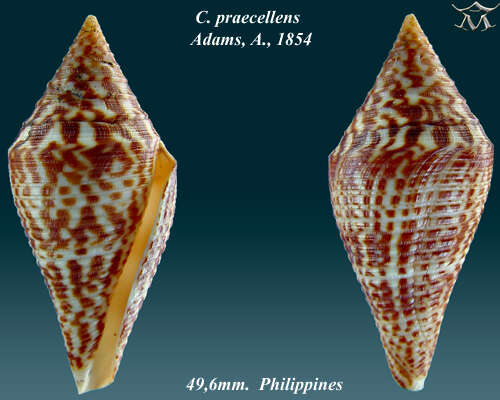 Image de Conus praecellens A. Adams 1854