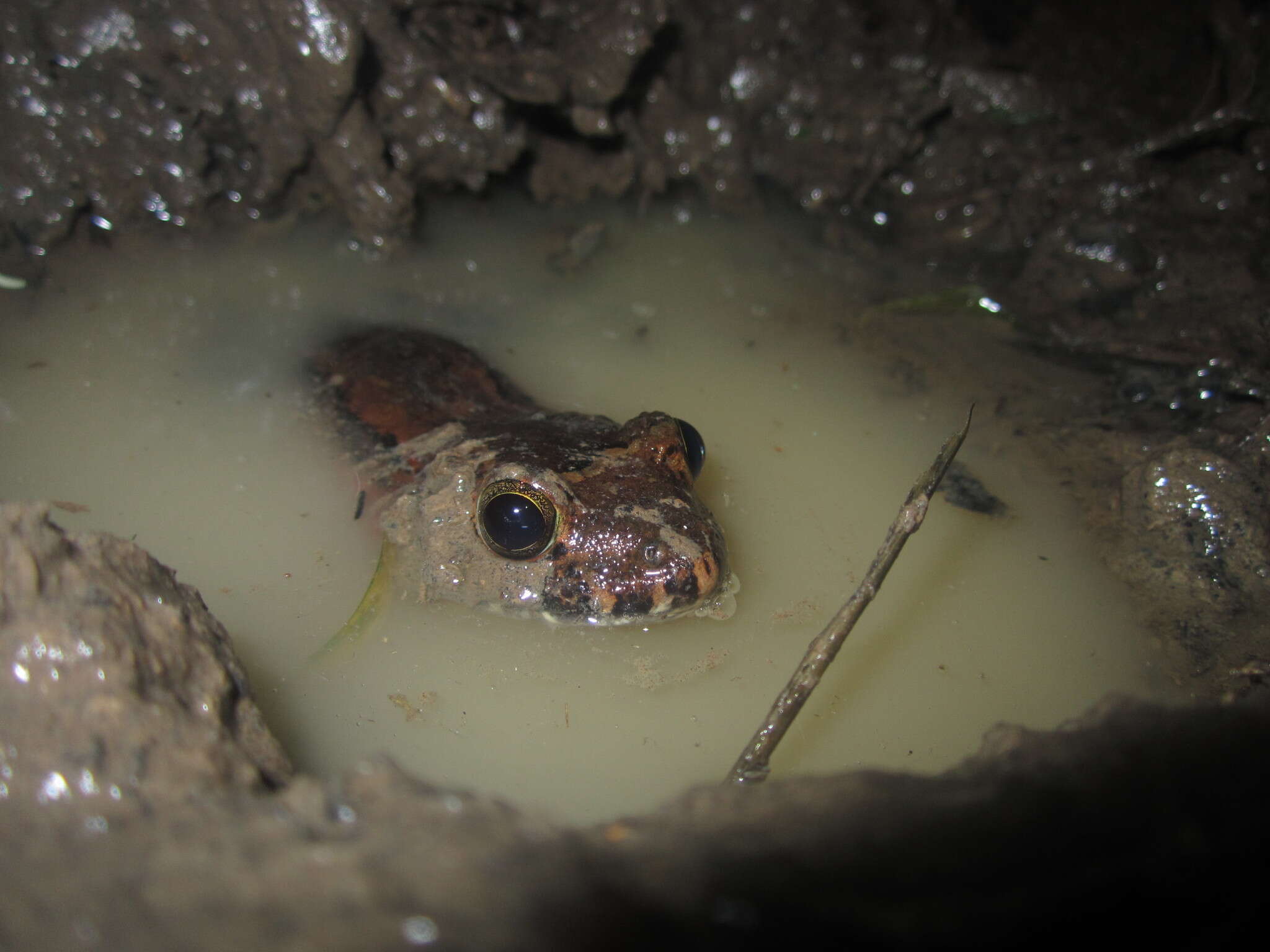 Sivun Leptodactylus wagneri (Peters 1862) kuva