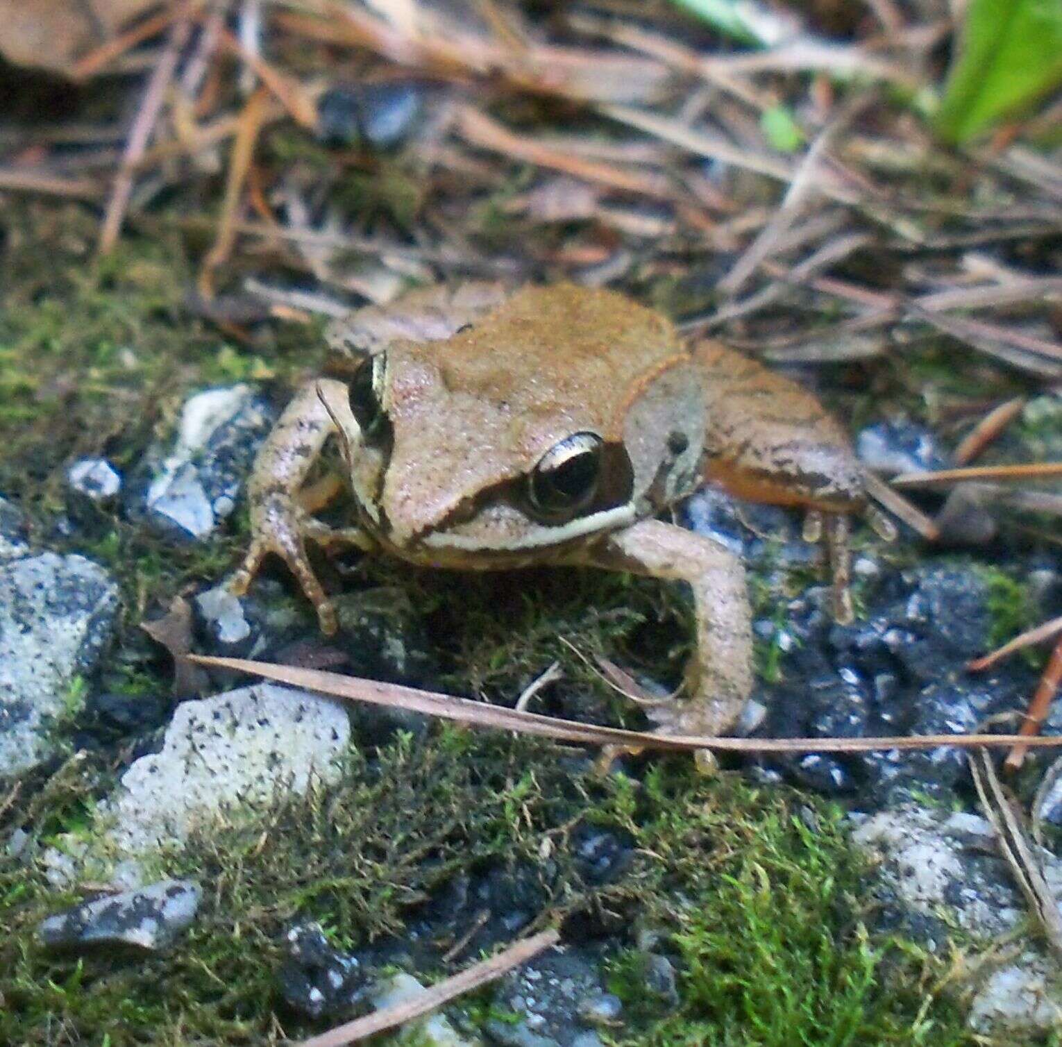 Image of Wood Frog