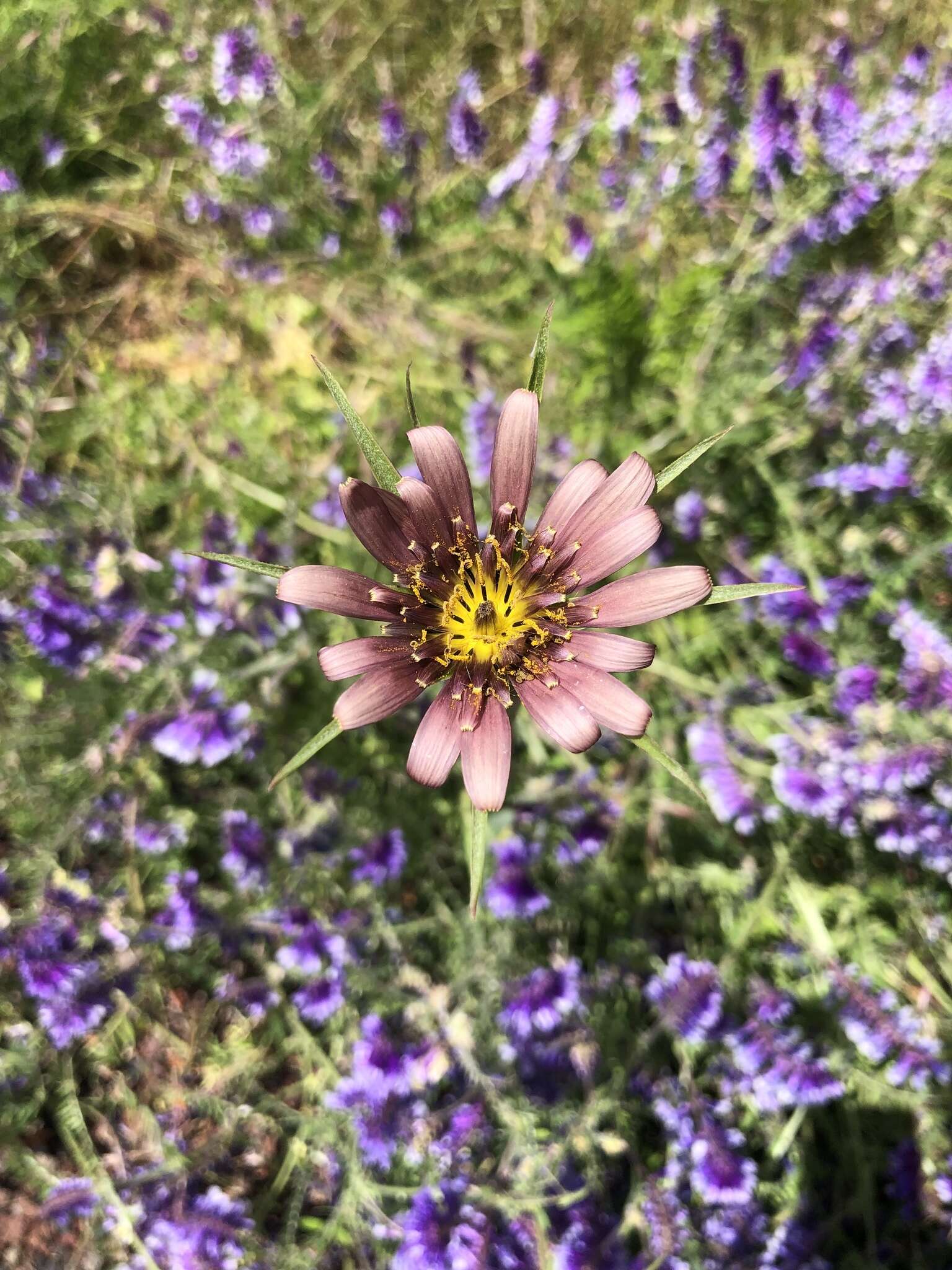 Image of remarkable goatsbeard