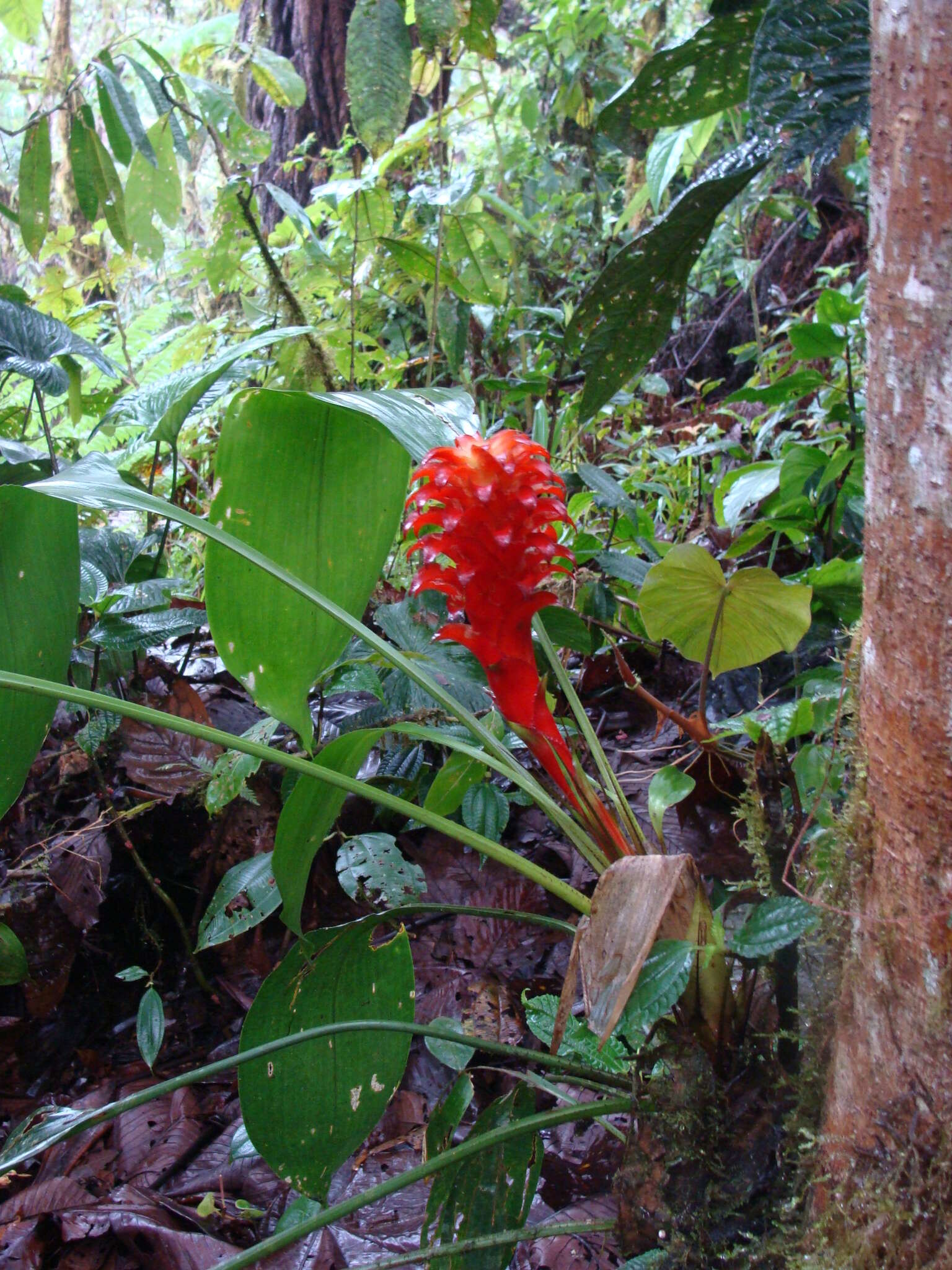 Image of Pitcairnia nigra (Carrière) André