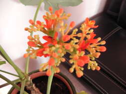 Imagem de Jatropha podagrica Hook.