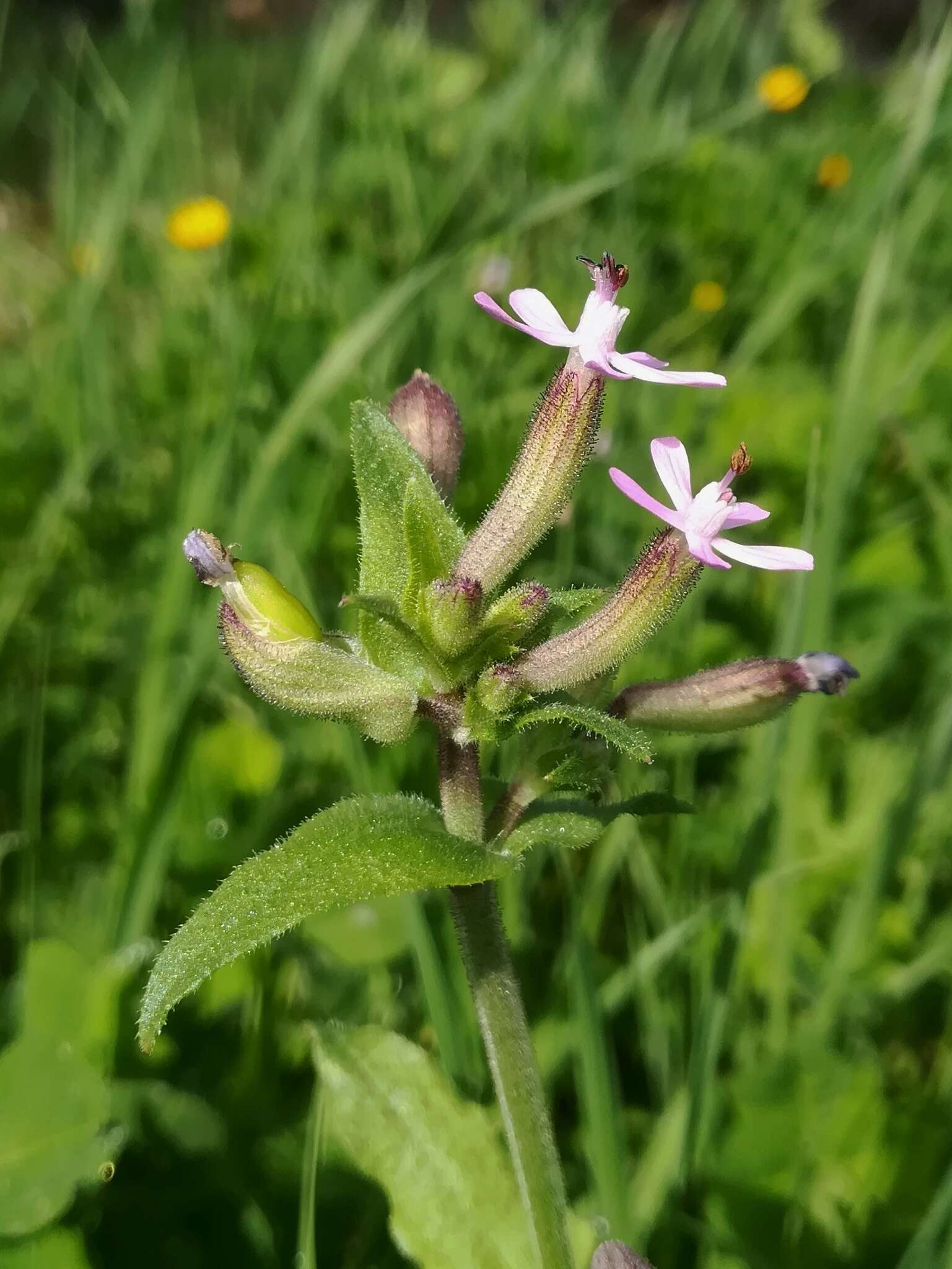 Imagem de Silene fuscata Brot.