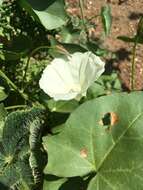 Image de Calystegia macrostegia subsp. intermedia (Abrams) Brummitt