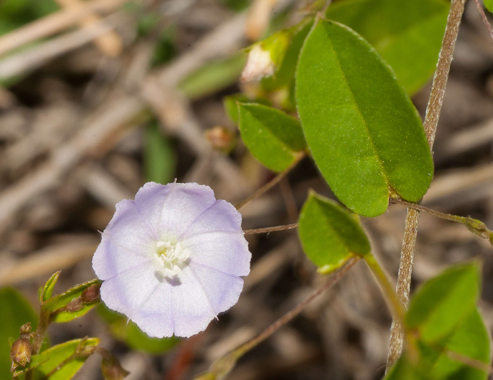 Image of Dwarf Bindweed