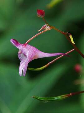 Image of Impatiens devolii T. C. Huang