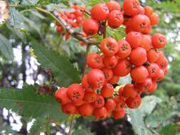 Image of rowan,  moutain ash