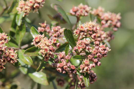 Image of Baccharis heterophylla Kunth