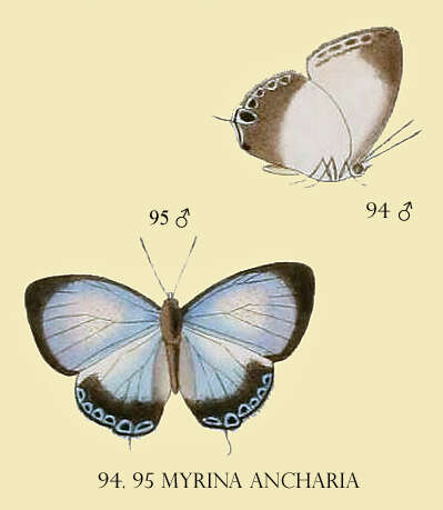 Image of Hypochlorosis