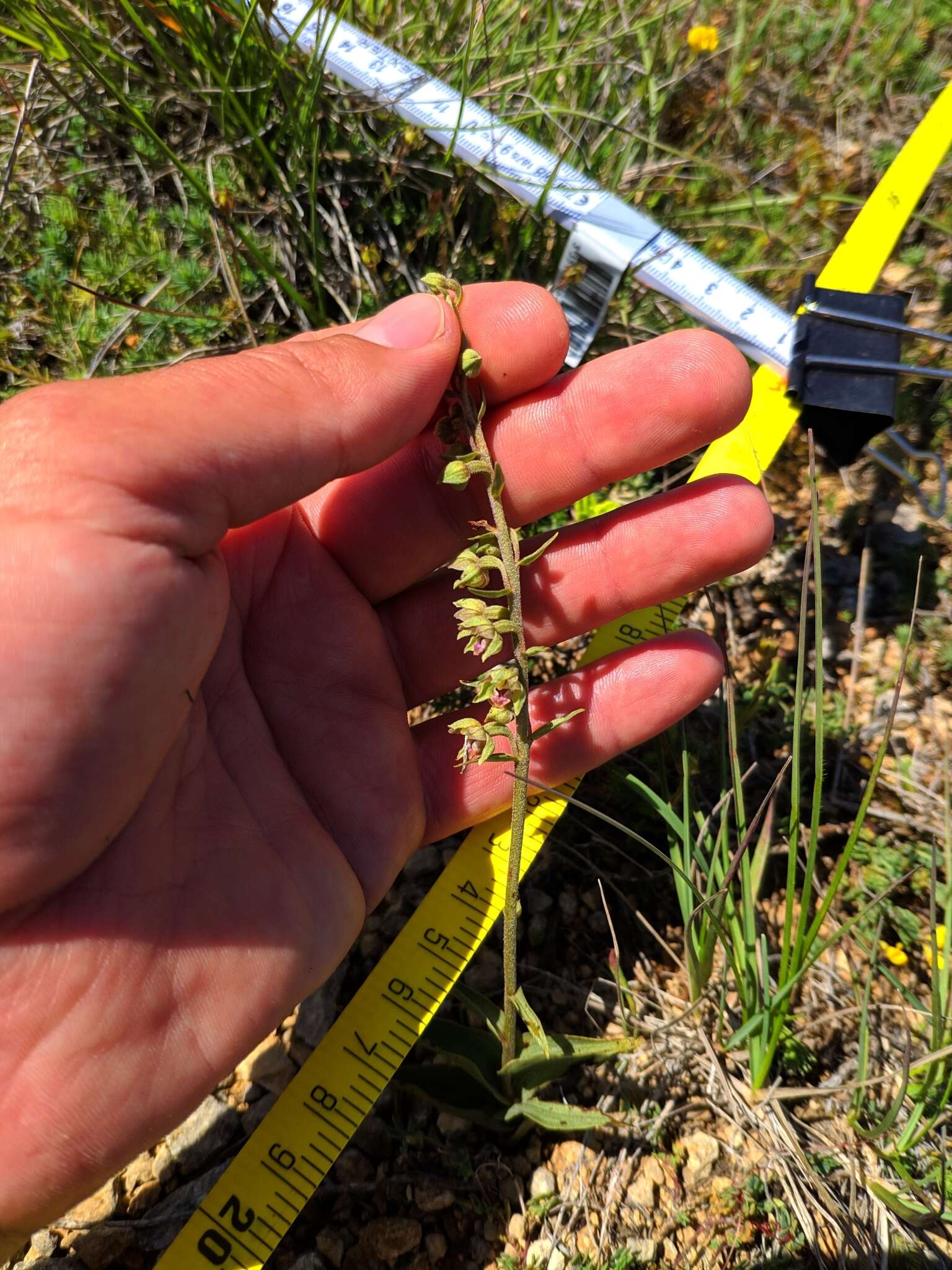 Image of Epipactis kleinii M. B. Crespo, M. R. Lowe & Piera