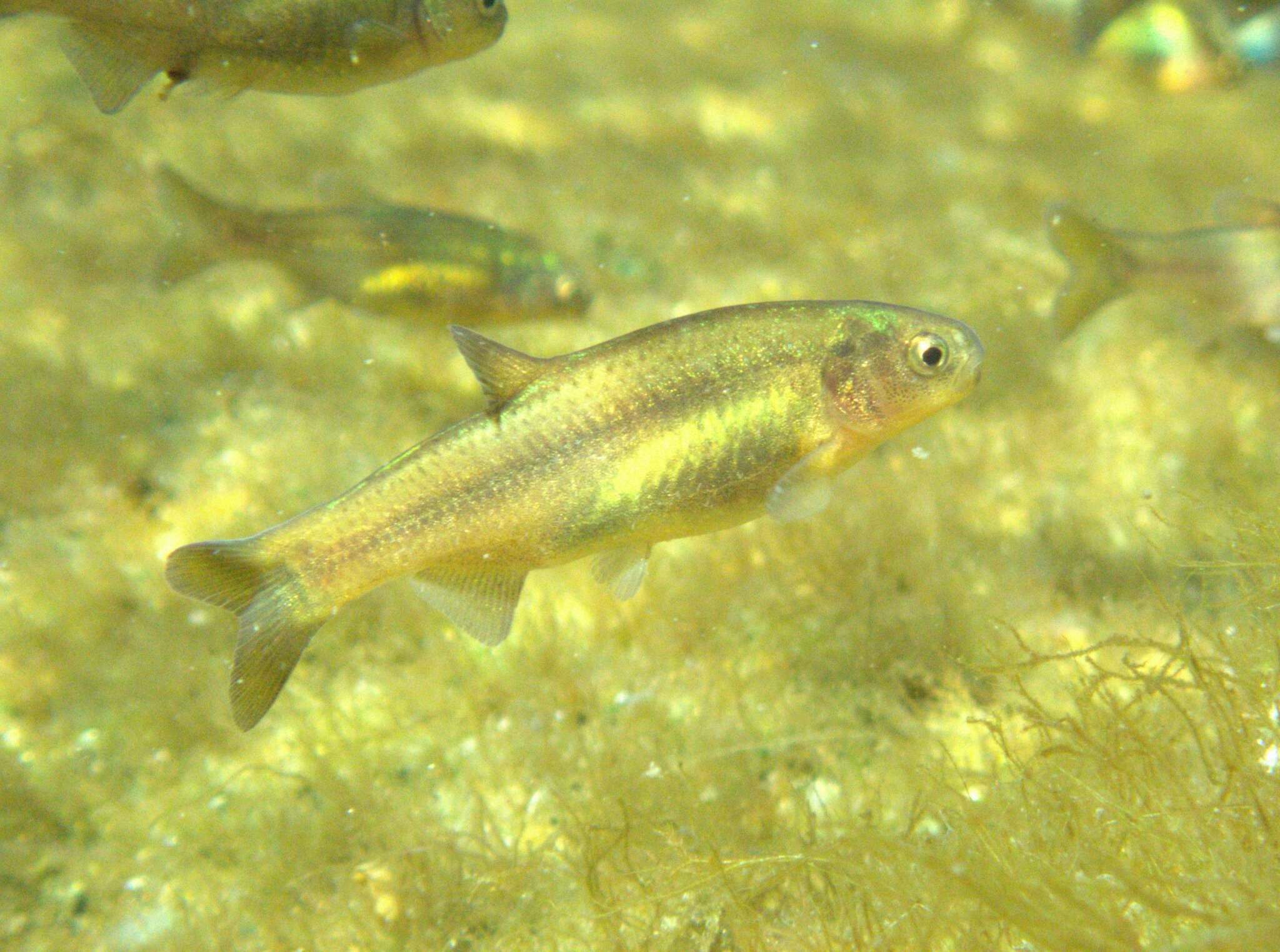 Image of Naked Characin