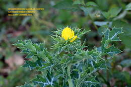 Image of Mexican pricklypoppy