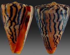 Image de Conus princeps Linnaeus 1758