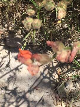 Image of Rusby's globemallow